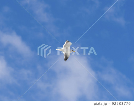 青空を舞うセグロカモメ 92533776