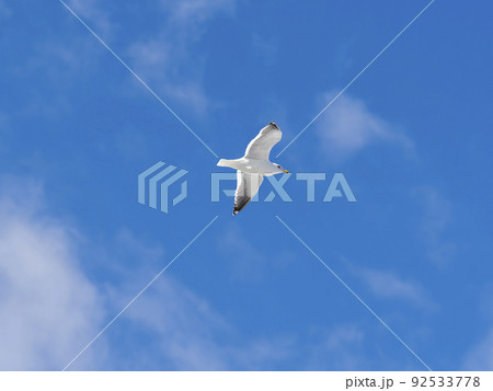 青空を舞うセグロカモメ 92533778