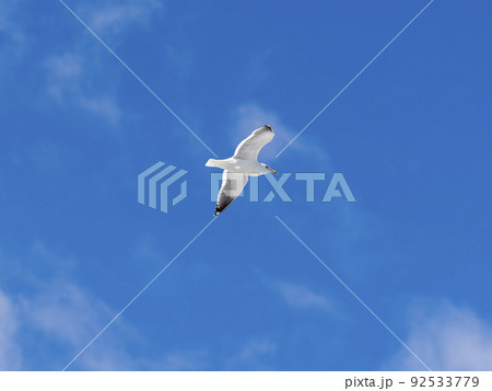 青空を舞うセグロカモメ 92533779