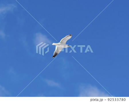 青空を舞うセグロカモメ 青空を舞うセグロカモメ 92533780