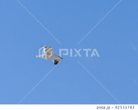 青空を舞うセグロカモメ 92533783