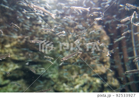 サケのふるさと千歳水族館（サケの稚魚） 92533927