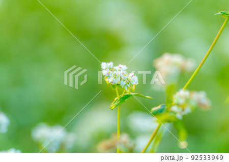 【秋素材】朝日を浴びるそばの花【長野県】 92533949