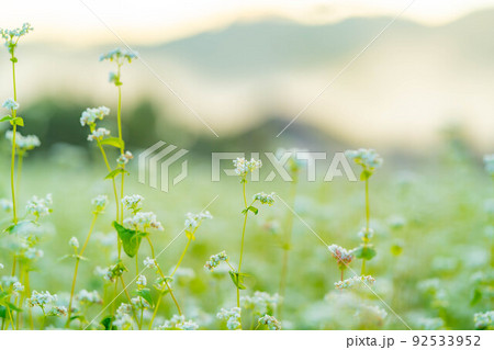 【秋素材】朝日を浴びるそばの花【長野県】 92533952