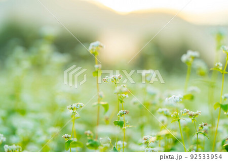 【秋素材】朝日を浴びるそばの花【長野県】 92533954