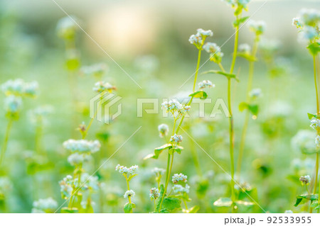 【秋素材】朝日を浴びるそばの花【長野県】 92533955