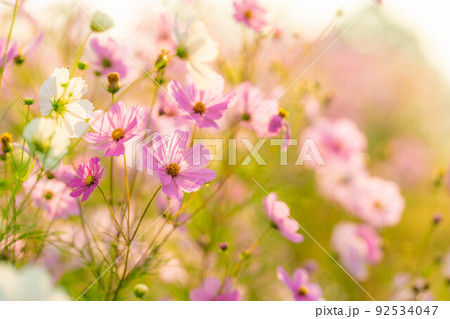 【秋素材】朝日を浴びるコスモス【長野県】 92534047