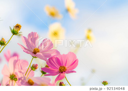 【秋素材】朝日を浴びるコスモス【長野県】 92534048