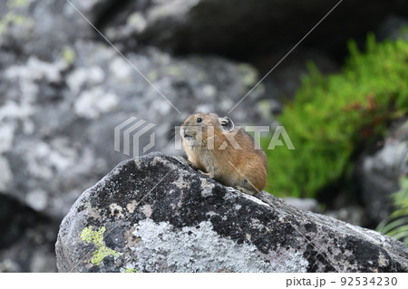 ナキウサギ 92534230