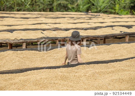 Female traveler stading between tables where coffee beans are dried Female traveler stading between tables where coffee beans are dried 92534449