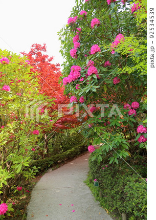 シャクナゲの花 92534539