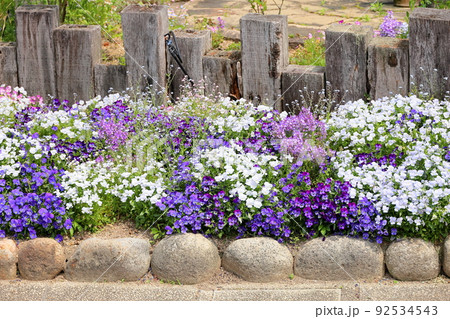 ビオラの花 ビオラの花 92534543