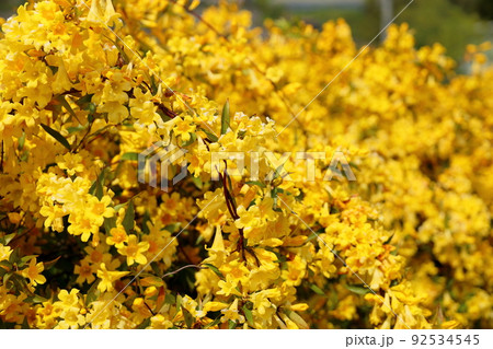 キャロライナジャスミンの花 キャロライナジャスミンの花 92534545