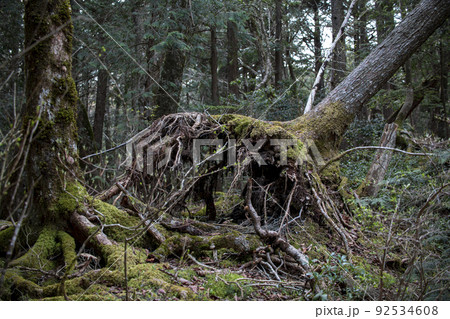 富士の樹海 富士の樹海 92534608
