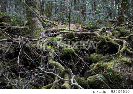 青木ヶ原樹海 青木ヶ原樹海 92534610