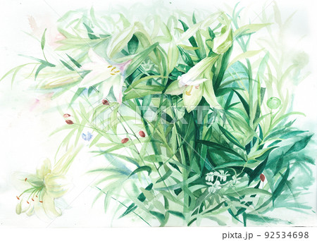 透明水彩 水彩画 花 92534698