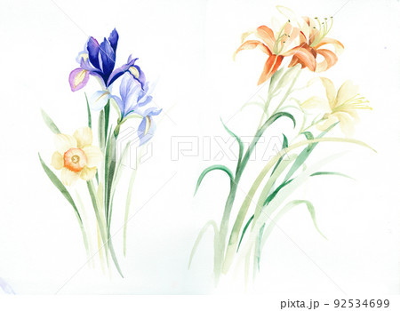 透明水彩 水彩画 花 92534699