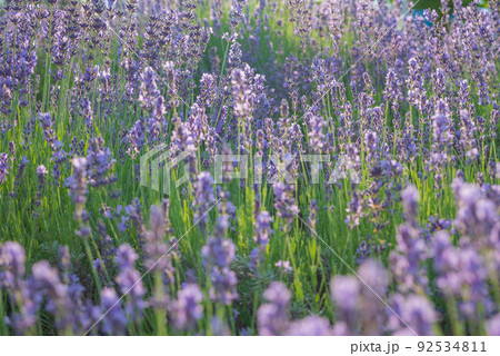 ラベンダー畑【北安曇郡池田町】 ラベンダー畑【北安曇郡池田町】 92534811