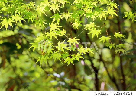 イロハモミジ若葉 92534812