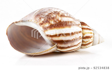 そら 貝 貝殻 92534838