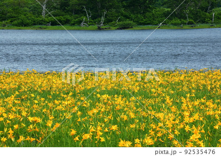 福島県喜多方市熊倉町雄国 雄国沼湿原を覆う満開のニッコウキスゲ群生と雄国沼 福島県喜多方市熊倉町雄国 雄国沼湿原を覆う満開のニッコウキスゲ群生と雄国沼 92535476