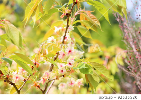 桜の花 御衣黄桜 桜の花 御衣黄桜 92535520