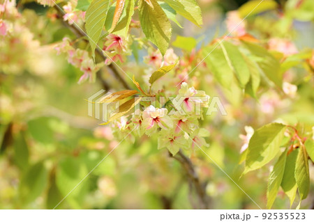 桜の花 御衣黄桜 桜の花 御衣黄桜 92535523