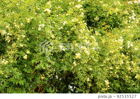 モッコウバラの花 モッコウバラの花 92535527