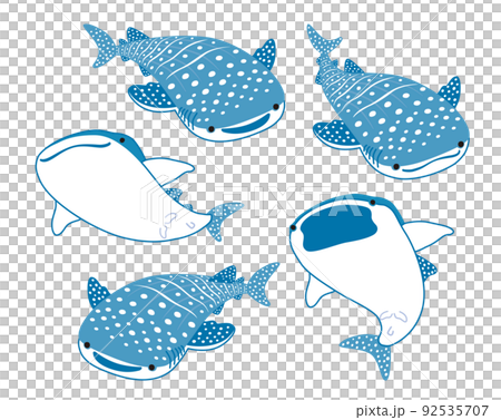 鯨鯊的插圖 鯨鯊的插圖 92535707