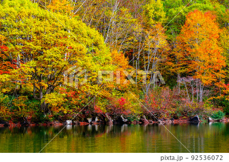 仙人池の紅葉（笹ヶ峰高原） 92536072