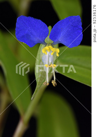 鮮やかな青い色が一際目を引く、朝に咲き昼には萎む儚いツユクサの花 92536176