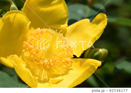 緑の中に黄金色に輝き、初夏から夏へと移るのを告げる金糸梅の黄色の花 92536177