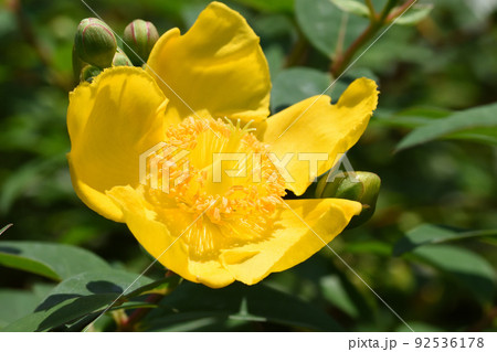 緑の中に黄金色に輝き、初夏から夏へと移るのを告げる金糸梅の黄色の花 92536178