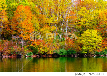 仙人池の紅葉（笹ヶ峰高原） 92536197