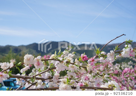 花もも街道 92536210