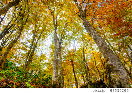 紅葉の森(笹ヶ峰高原) 紅葉の森(笹ヶ峰高原) 92536296
