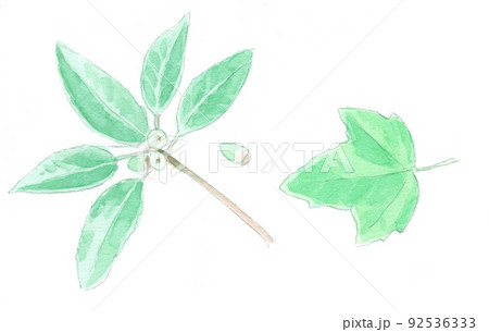 水彩画：どんぐりの葉 92536333