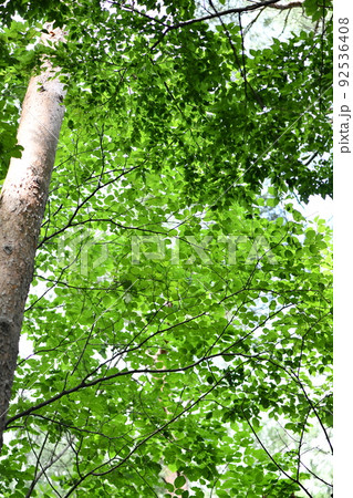nature tree green botanical forest scenery leaf nature tree green botanical forest scenery leaf 92536408