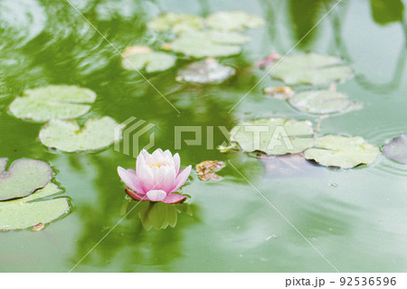 イタリア　フィレンツェ　スナップ　海外　旅行　留学　 92536596