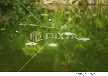 イタリア フィレンツェ スナップ 海外 旅行 留学 イタリア フィレンツェ スナップ 海外 旅行 留学 92536598