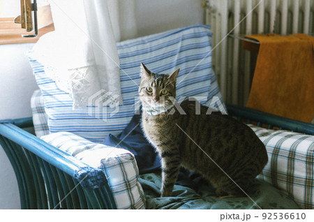 イタリア　フィレンツェ　スナップ　海外　旅行　留学　 92536610