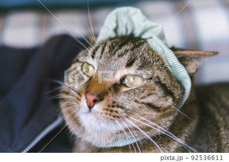 イタリア　フィレンツェ　スナップ　海外　旅行　留学　 92536611