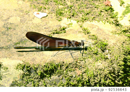 赤褐色の羽が綺麗なミヤマカワトンボ 92536643