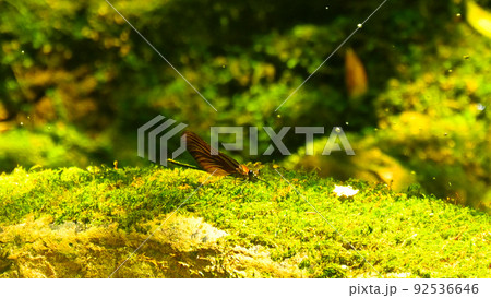 赤褐色の羽が綺麗なミヤマカワトンボ 92536646