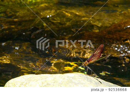 赤褐色の羽が綺麗なミヤマカワトンボ 92536668