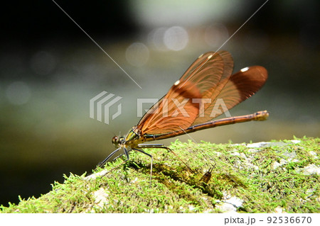 赤褐色の羽が綺麗なミヤマカワトンボ 92536670