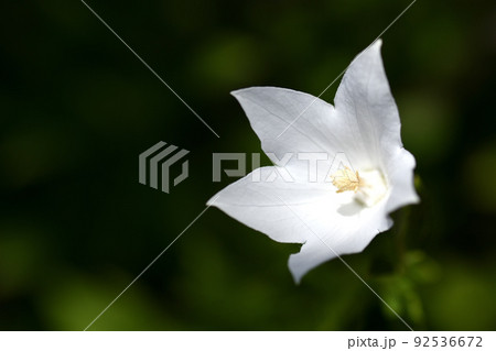 明智家の紋所でもあるキキョウの野生種は絶滅危惧種になっているが園芸種は豊富 92536672