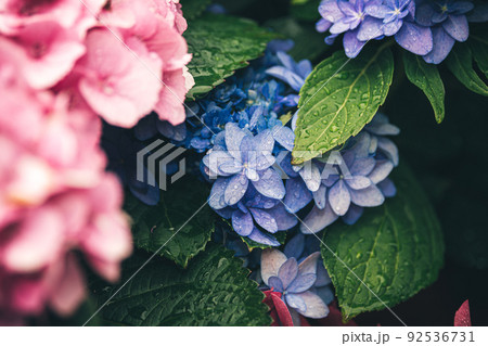 雨に濡らされより美しく 92536731