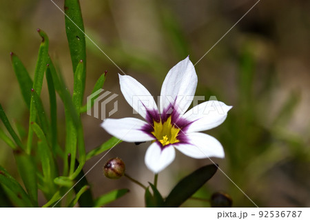可愛らしいニワゼキショウの白色の花は濃い紫の蛇目模様がある 可愛らしいニワゼキショウの白色の花は濃い紫の蛇目模様がある 92536787