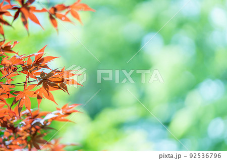 新芽から赤い葉のチシオモミジ 92536796
